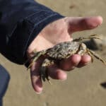 Rye Harbour residency - spider crab