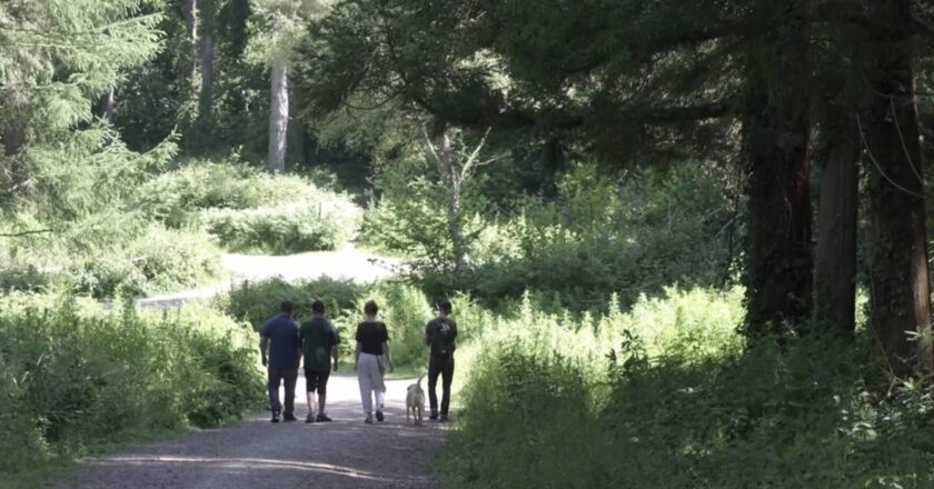 A group of four people and a dog walk away down a forrest path. They are surrounded by large trees. The sun is bursting through the branches and it looks like a warm day.